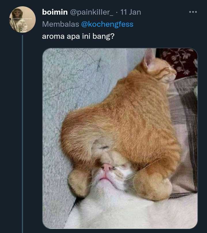 Potret Aib Kucing Yang Bikin Kita Cengar Cengir Sendiri